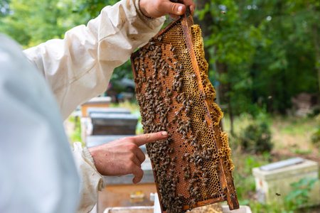 Apiculture or beekeeping or honey production background photo. Beekeeper holding a honeycomb frame...