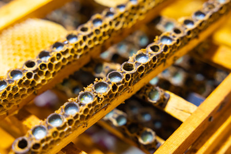 Bee queen cells full with royal jelly in focus. Royal jelly production background photo.の写真素材