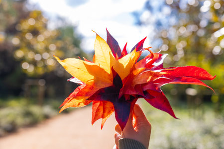 Woman holding a bunch of fallen leaves on the hand in focus. Fall or autumn concept photo. Selective...