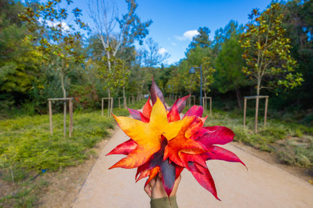 Fall or autumn concept photo. Multicolored fallen leaves on the woman's hand in focus against the...