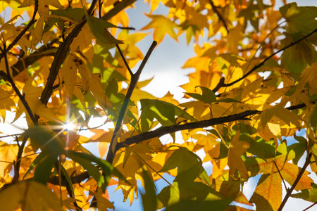 Autumn or fall background photo. Yellow and green autumn leaves on the branch and sunlight.