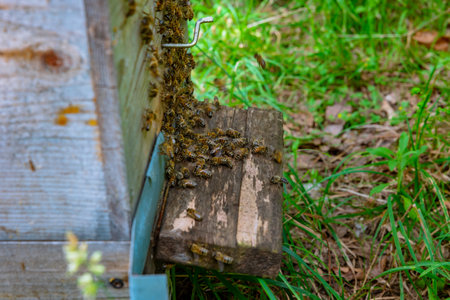 Apiculture or beekeeping background photo. Bees entering the wooden beehive in closeup view.の写真素材