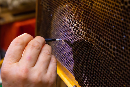 Beekeeper extract the honeybee eggs from the honeycomb for produce the royal jelly. Royal jelly...