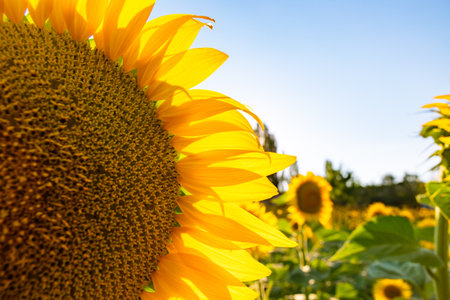Sunflower flower head in focus and sunflower field on the background. Industrial crops background...