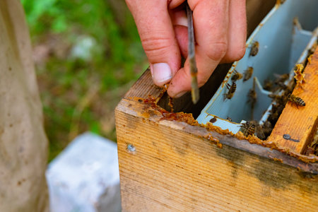 Beekeeper remove the propolis or bee glue from beehive in focus. Apiculture or beekeeping background...