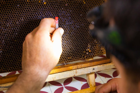 Apiarist or beekeeper extracting the bee eggs from honeycomb for production of royal jelly or raising a queen bee.の写真素材