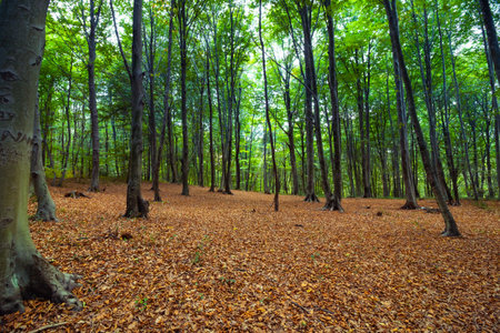 Forest in the autumn or fall view. Green trees and fallen leaves on the ground.