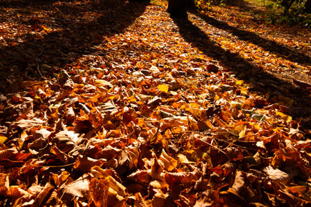 Autumn background photo. Fallen leaves on the ground with shadows of the trees at sunset.の写真素材