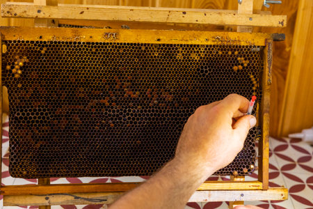 Grafting or royal jelly production background photo. Beekeeper extracting the bee eggs from...