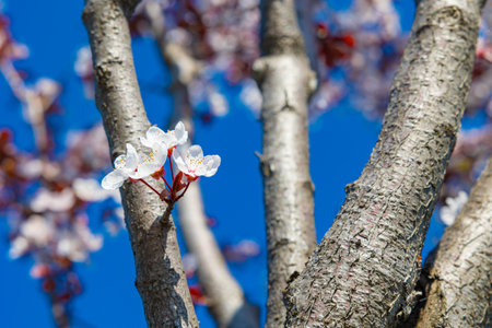White flowers on the tree. Spring background photo. Spring blossom concept.