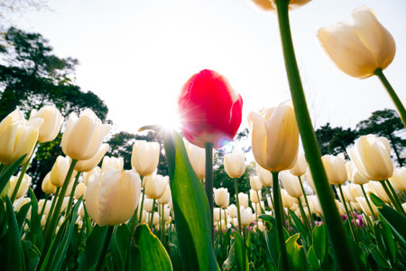 Sunshine behind the red tulip in low angle shot. Spring blossom concept photo.