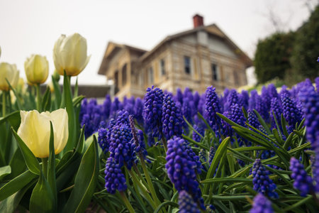 Hyacinths and tulips with Sari Kosk or Yellow Pavilion on the background in Emirgan Park.