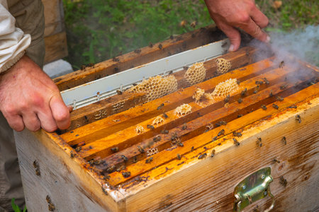 Beekeeper remove a frame of honeycomb from beehive with bee smoker. Apiculture or beekeeping concept...