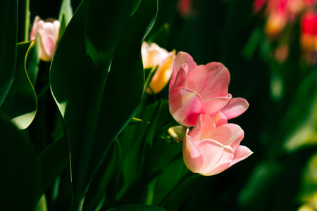 Tulips in focus from ground level. Spring flowers background photo.
