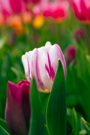 A white and pink colored tulip in focus. Spring flowers background photo.