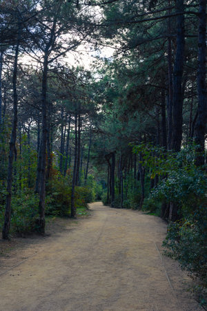 Jogging trail in a pine forest in vertical shot