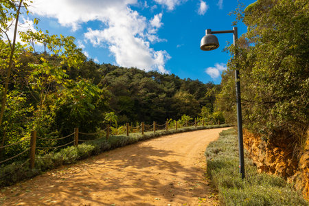 Jogging trail with a light pole in a park or forest.
