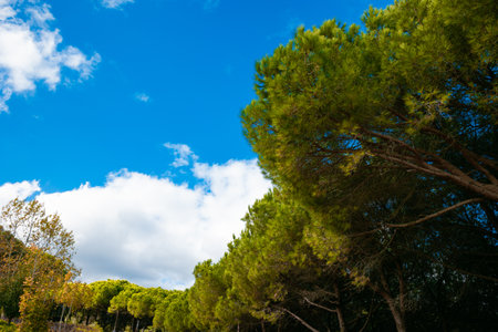 Trees and partly cloudy sky. Carbon neutrality concept background photo.