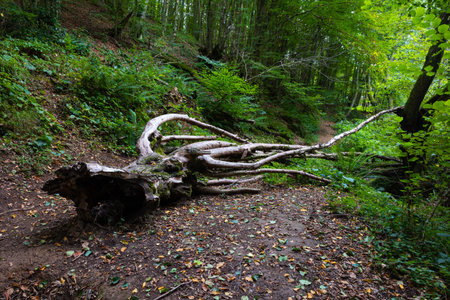 Dead tree on the forest ground. Ecology or nature concept background photo.