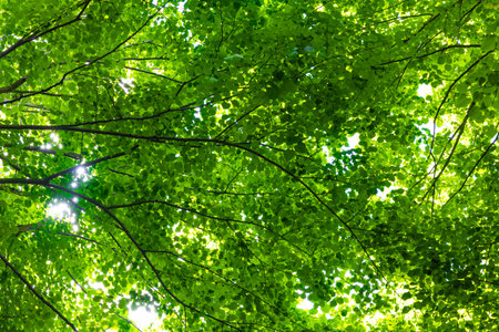 Carbon net zero or carbon neutrality concept. Lush forest view from inside the forest.