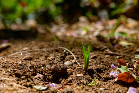 A little plant or sprout in the soil in focus. Growth concept image.の写真素材