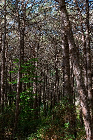 Vertical photo of a pine tree forest with sunlight and shadows. Lush pine tree forest.