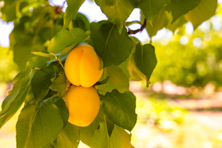 Two apricots on the tree in focus. Agriculture or gardening concept photo.の写真素材