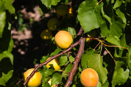 Ripe apricots on the tree in focus. Agriculture concept background photo.の写真素材