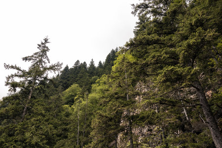 Tall pine trees and overcast sky. Lush pine tree forest in the summer.