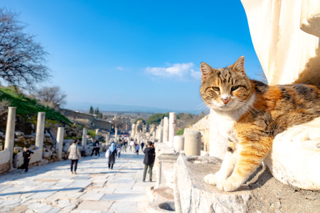 Stray cat of Ephesus ancient city. Visit Turkey concept background.の写真素材