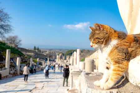 A stray cat in ephesus ancient city. Visit Turkey concept background photo.の写真素材