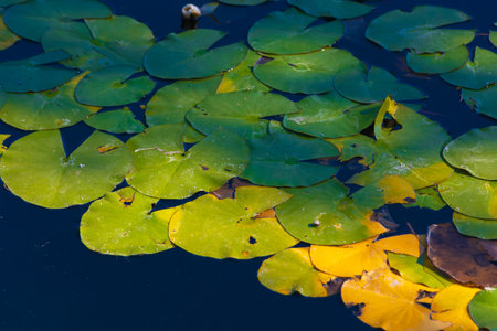 Lotus leaves illuminated by sunlight on the lake. Lotus background.の写真素材