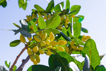 Bunch of pistachio nuts on the tree in focus. Antep fistigi in Turkish.の写真素材