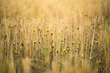 Small flower rise in the rice field after harvested の写真素材