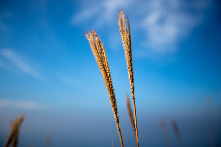 Some kind of grass on the way to top of the Mt の写真素材