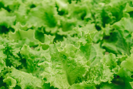 Organic food, growing plants, farming, greens, background. vegetable and salad harvest season....