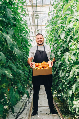 A Fresh Produce Harvest takes place in a Greenhouse, featuring a Smiling Farmer at work. Growing organic vegetables in a modern greenhouse, food industry. Portrait of a greenhouse employeeの写真素材