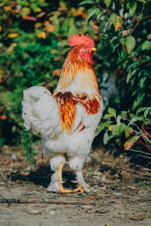 A beautiful adult rooster with colorful plumage stands near a colorful bush and looks at the camera. Portrait of a stately leader rooster. Farm animals, rooster. Agriculture and chicken breeding.の写真素材