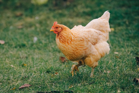 Beautiful adult chicken with colorful plumage walks on the grass and looks at the camera. Portrait of a farm laying hen. Farm animals, chicken. Agriculture and chicken breeding. Modern agriculture.の写真素材