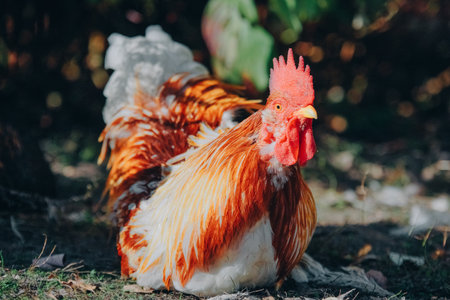 Rooster in natural habitat, close-up. Rooster looks at camera. Portrait of a rooster with colorful plumage and comb. Poultry farming, modern agriculture.の写真素材