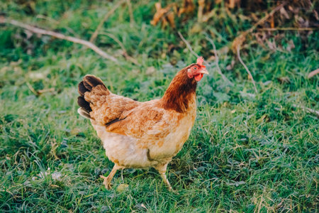 Growing chickens, adult brown chicken in natural habitat on farm. Chicken runs on grass and looks at camera. Poultry farming, modern agriculture. Production and cultivation of natural products.の写真素材