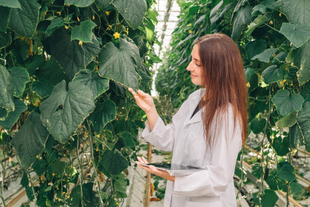A researcher specializing in greenhouse environments is dedicated to the analysis and study of cucumber plants, focusing on various aspects such as their growth, health, and environmental impactの写真素材