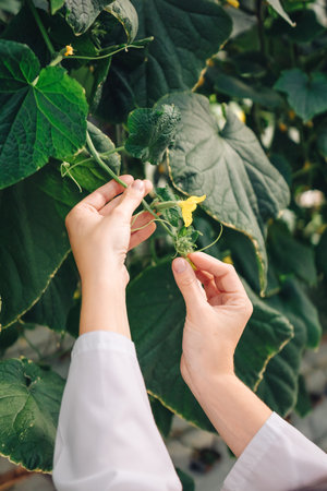 Close-up, a dedicated researcher is studying cucumber plant growth and health in a controlled greenhouse, using various scientific methods to examine their biological development and wellbeingの写真素材