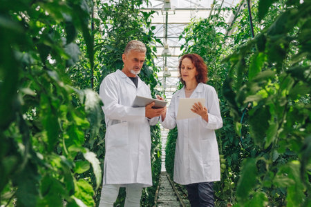 Scientists researchers in greenhouse collect data on growing plants, vegetables tomatoes. Breeding new varieties, effect of fertilizers on quality and usefulness of vegetables grown hydroponically.の写真素材