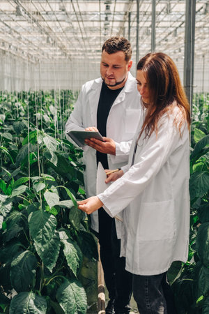 Biologists, greenhouse employees collect data on the growth of bell peppers from foliage of growing peppers. Vegetable growth rates inspected to program irrigation system of hydroponic growing systemの写真素材