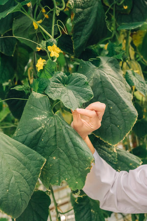 Bioengineer conducts experiment on plantation of growing vegetables in greenhouse. Increased productivity. Scientist touches analyzes foliage green vegetables after treating plantsの写真素材