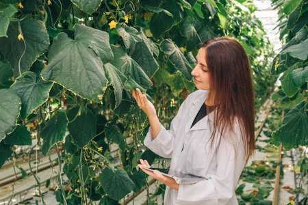 Scientist, bioengineer collects data for research on new variety cucumber in greenhouse. Agricultural engineer, biologist in lab coat with tablet stands between rows of growing cucumbers in greenhouseの写真素材