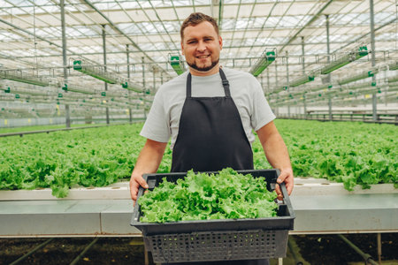 A Dedicated Worker Skillfully Harvesting Fresh Greens in a Greenhouse Environment, Contributing to Sustainable Agriculture and Promoting Healthy, Fresh Vegetables for the Communitys Wellbeingの写真素材
