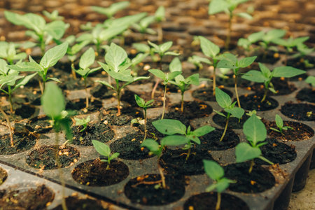Effectively Growing Seedlings in a Greenhouse Recent Advances in Research and Development in the Agriculture Sector, and Their Significance on Modern Practices and Cultivation Techniquesの写真素材
