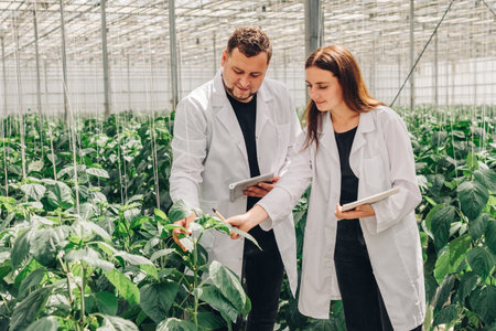 Agricultural scientists research vegetable growth in controlled greenhouses to enhance food...